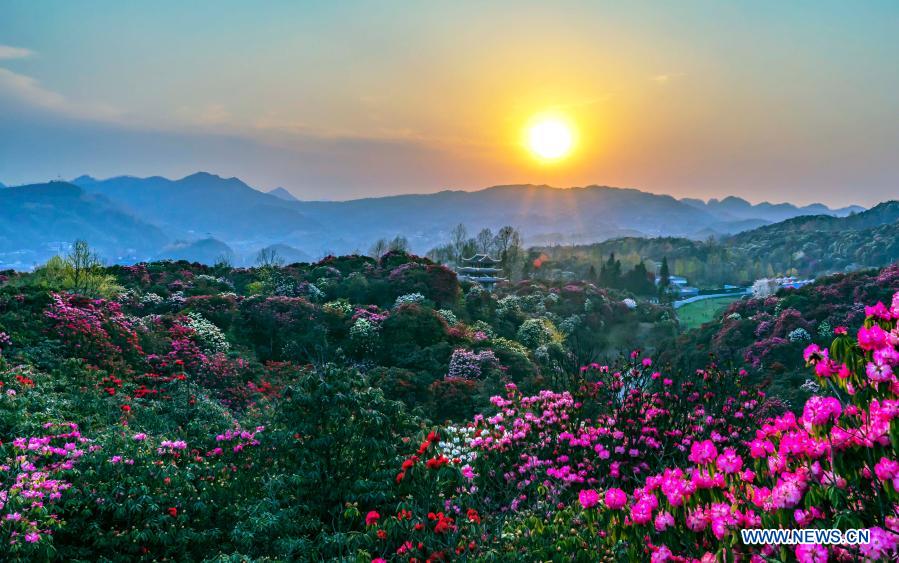 Photo taken on March 18, 2021 shows the view of azalea flowers at Jinpo scenic spot in Bijie City, southwest China