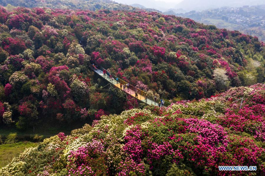 Aerial photo taken on March 19, 2021 shows tourists enjoying the view of azalea flowers at Jinpo scenic spot in Bijie City, southwest China