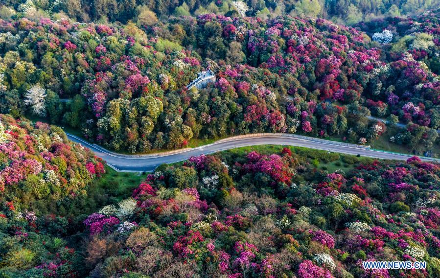 Aerial photo taken on March 18, 2021 shows the view of azalea flowers at Jinpo scenic spot in Bijie City, southwest China