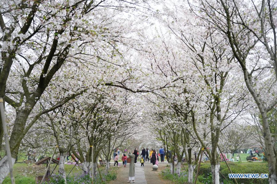 People view cherry blossoms at Fenghuanggou scenic area in Nanchang County of east China