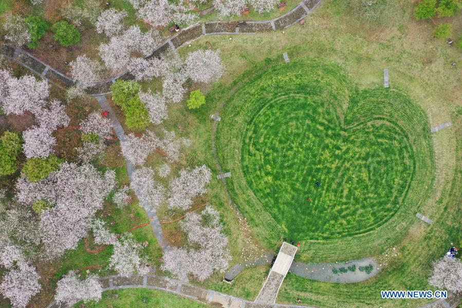 Aerial photo shows a view of cherry blossoms at Fenghuanggou scenic area in Nanchang County of east China