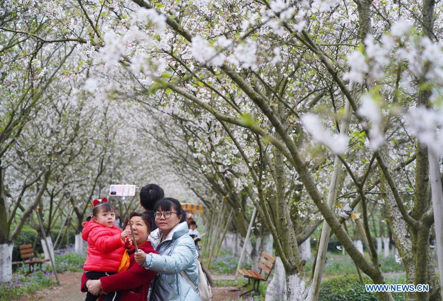 People take a selfie amid cherry blossoms at Fenghuanggou scenic area in Nanchang County of east China