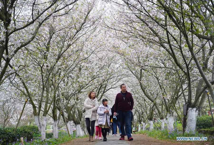 People view cherry blossoms at Fenghuanggou scenic area in Nanchang County of east China