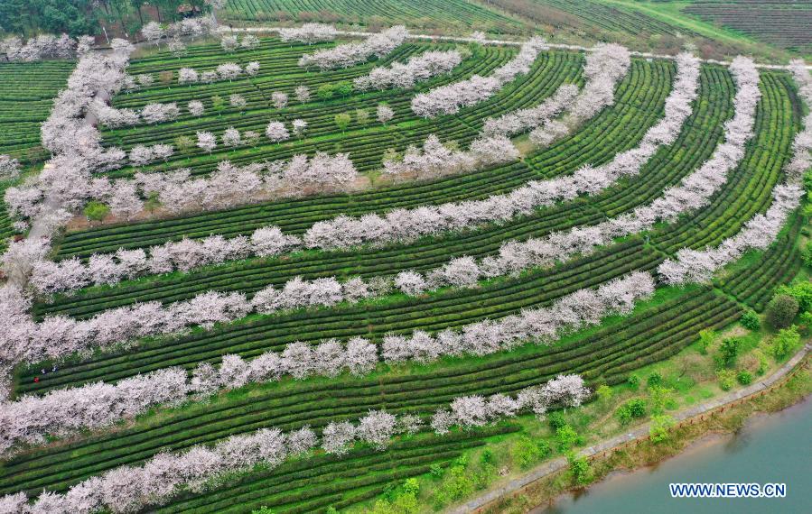 Aerial photo taken on March 20, 2021 shows scenery of cherry blossoms at Fenghuanggou scenic area in Nanchang County of east China