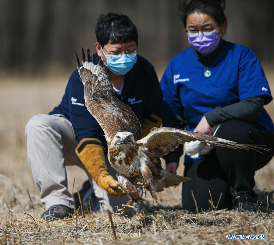 Dai Chang (R) and Zhou Lei, staff members with ifaw Beijing Raptor Rescue Center, release a buteo in Beijing, capital of China, March 20, 2021. Two buteos were released near Yeya Lake Wetland Park in Yanqing District of Beijing after three months of recovery at ifaw Beijing Raptor Rescue Center. A total of 5,386 raptors have been saved by the rescue center from 2001 to the end of 2020, over half of them have been released to the wild. (Xinhua/Li Jing) 