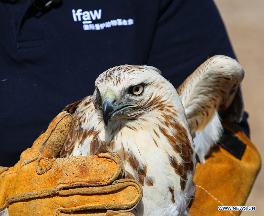 Zhou Lei, a staff member with ifaw Beijing Raptor Rescue Center, prepares to release a buteo in Beijing, capital of China, March 20, 2021. Two buteos were released near Yeya Lake Wetland Park in Yanqing District of Beijing after three months of recovery at ifaw Beijing Raptor Rescue Center. A total of 5,386 raptors have been saved by the rescue center from 2001 to the end of 2020, over half of them have been released to the wild. (Xinhua/Li Jing) 