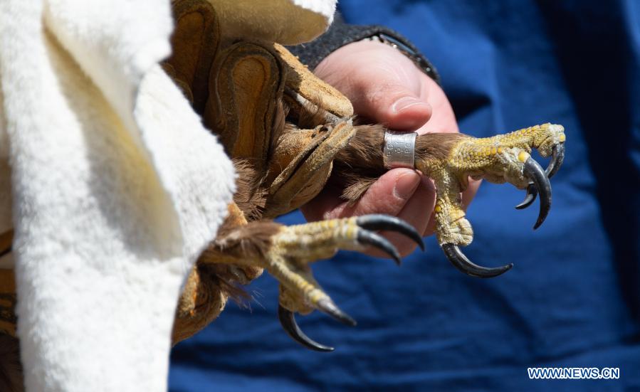 Photo taken on March 20, 2021 shows the bird banding of a buteo before its releasing in Beijing, capital of China. Two buteos were released near Yeya Lake Wetland Park in Yanqing District of Beijing after three months of recovery at ifaw Beijing Raptor Rescue Center. A total of 5,386 raptors have been saved by the rescue center from 2001 to the end of 2020, over half of them have been released to the wild. (Xinhua/Chen Zhonghao) 