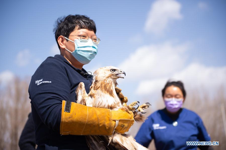 Zhou Lei (L), a staff member with ifaw Beijing Raptor Rescue Center, prepares to release a buteo in Beijing, capital of China, March 20, 2021. Two buteos were released near Yeya Lake Wetland Park in Yanqing District of Beijing after three months of recovery at ifaw Beijing Raptor Rescue Center. A total of 5,386 raptors have been saved by the rescue center from 2001 to the end of 2020, over half of them have been released to the wild. (Xinhua/Chen Zhonghao) 