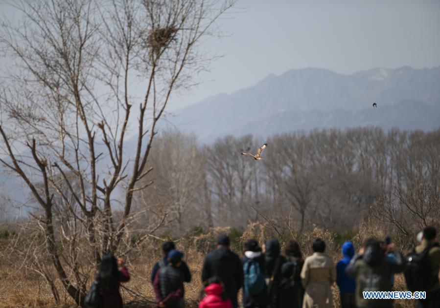 People look at the released buteos in Beijing, capital of China, March 20, 2021. Two buteos were released near Yeya Lake Wetland Park in Yanqing District of Beijing after three months of recovery at ifaw Beijing Raptor Rescue Center. A total of 5,386 raptors have been saved by the rescue center from 2001 to the end of 2020, over half of them have been released to the wild. (Xinhua/Li Jing) 