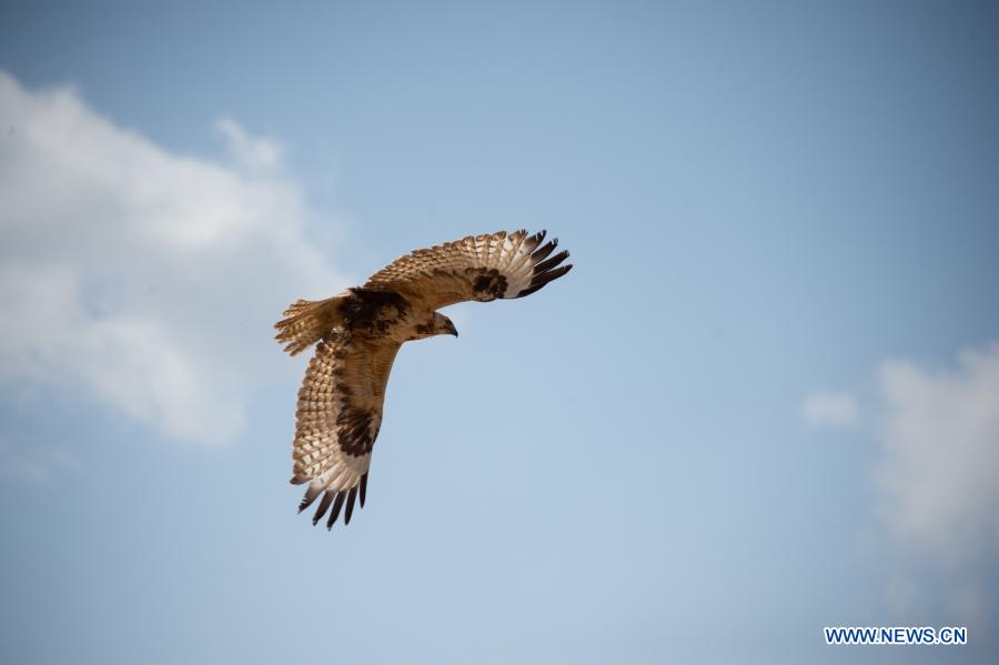 A buteo flies after being released in Beijing, capital of China, March 20, 2021. Two buteos were released near Yeya Lake Wetland Park in Yanqing District of Beijing after three months of recovery at ifaw Beijing Raptor Rescue Center. A total of 5,386 raptors have been saved by the rescue center from 2001 to the end of 2020, over half of them have been released to the wild. (Xinhua/Chen Zhonghao) 