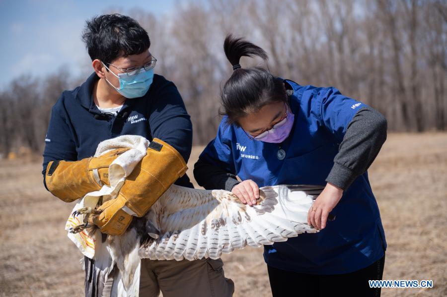 Dai Chang (R) and Zhou Lei, staff members with ifaw Beijing Raptor Rescue Center, check a buteo before releasing it in Beijing, capital of China, March 20, 2021. Two buteos were released near Yeya Lake Wetland Park in Yanqing District of Beijing after three months of recovery at ifaw Beijing Raptor Rescue Center. A total of 5,386 raptors have been saved by the rescue center from 2001 to the end of 2020, over half of them have been released to the wild. (Xinhua/Chen Zhonghao) 