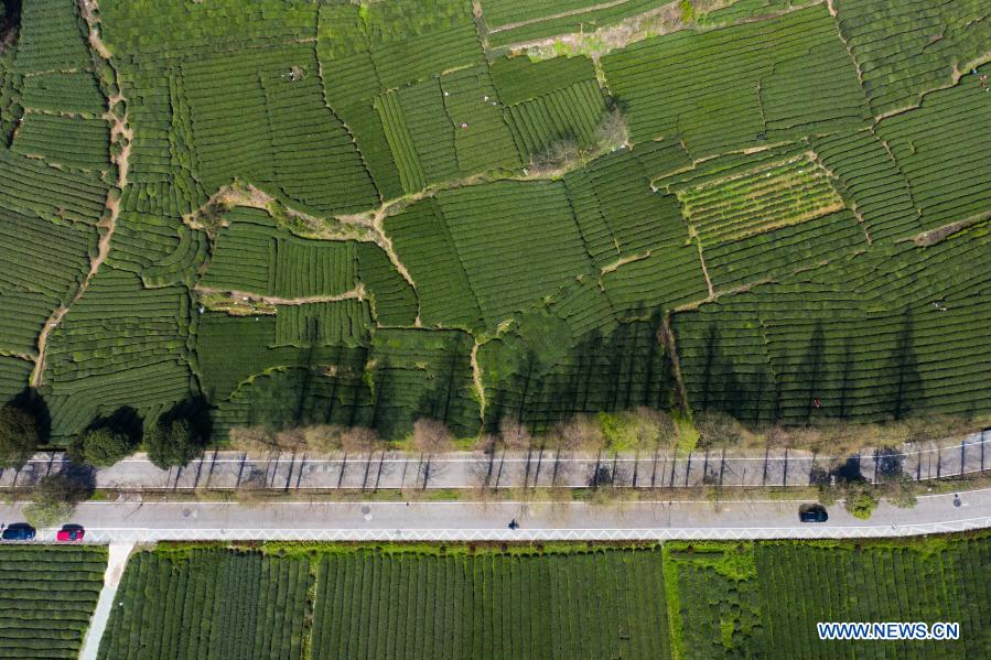 Aerial photo shows a tea garden at Meijiawu Village of Hangzhou City, east China