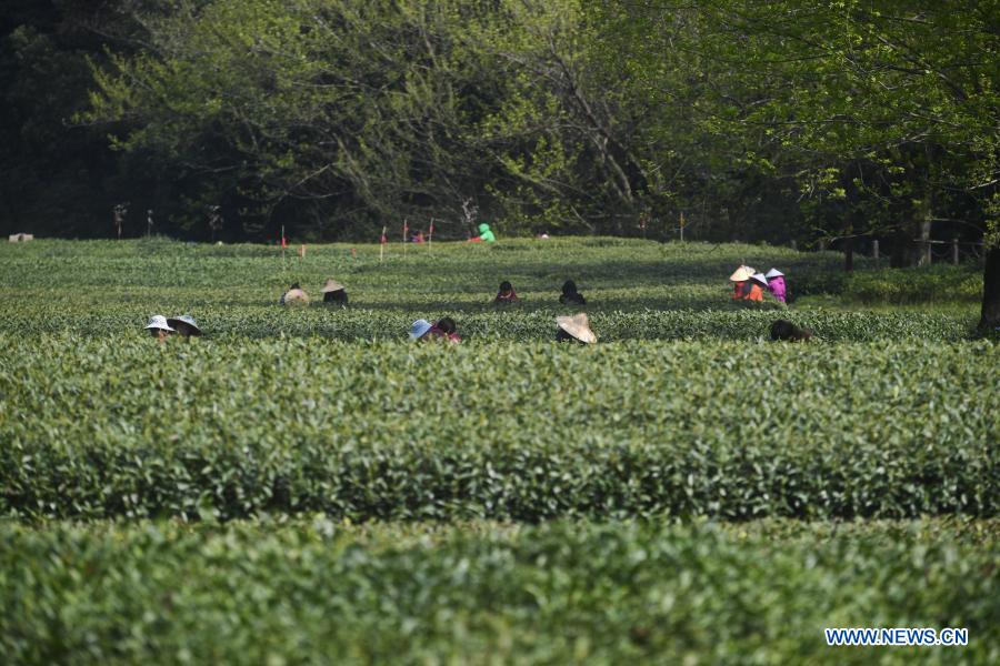 Farmers harvest fresh Longjing tea leaves at Meijiawu Village of Hangzhou City, east China