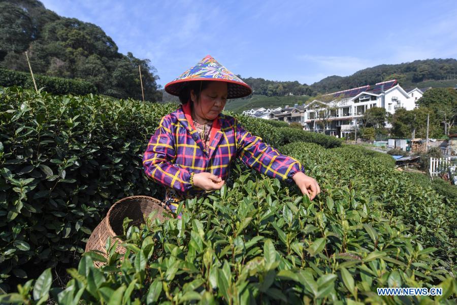 A farmer picks fresh Longjing tea leaves at Meijiawu Village of Hangzhou City, east China