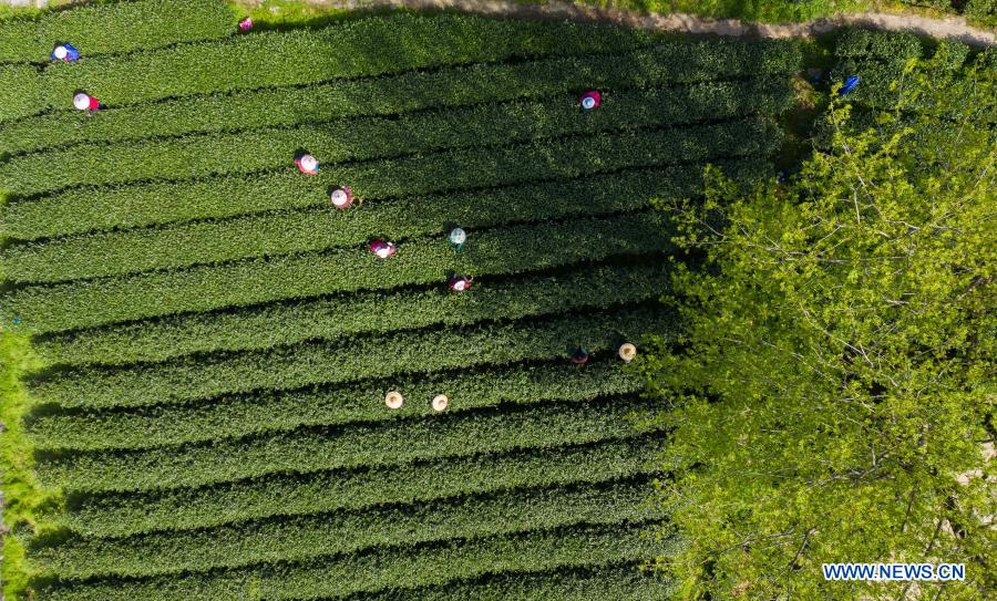 Aerial photo shows a tea garden at Meijiawu Village of Hangzhou City, east China