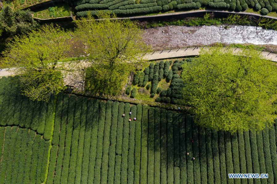 Aerial photo shows a tea garden at Meijiawu Village of Hangzhou City, east China