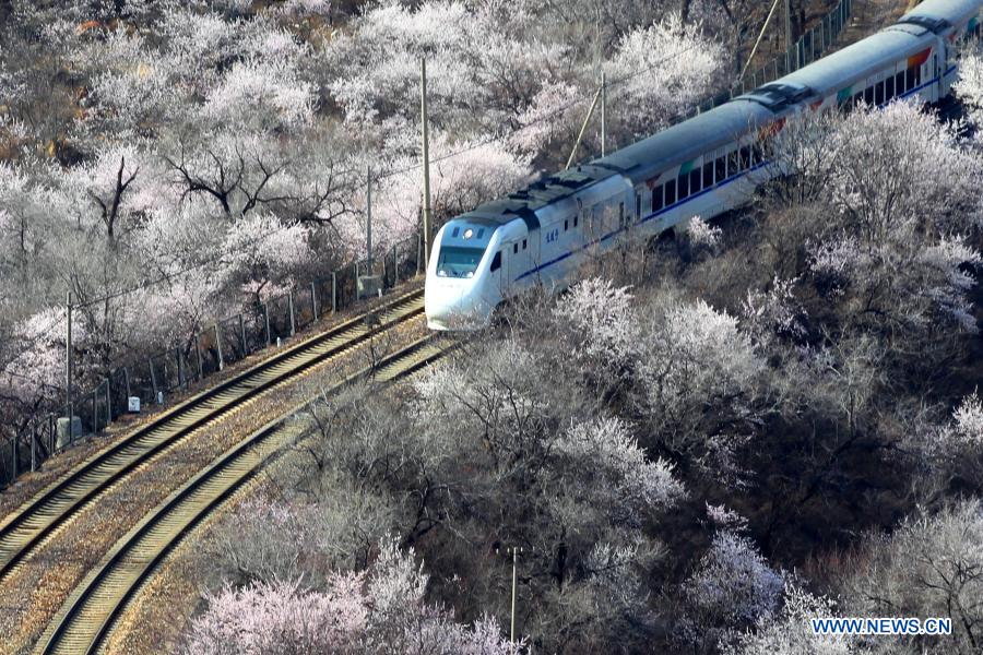 Suburban train runs amid blooming flowers near the Juyongguan section of the Great Wall in Beijing, capital of China, March 23, 2021. (Photo by Guo Junfeng/Xinhua) 