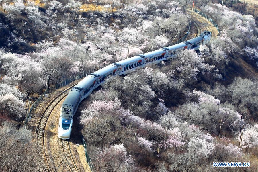Suburban train runs amid blooming flowers near the Juyongguan section of the Great Wall in Beijing, capital of China, March 23, 2021. (Photo by Guo Junfeng/Xinhua) 