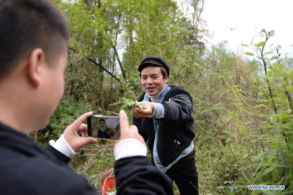 Zhuo Yihang picks wormwood leaves and records a video in Cili County, central China