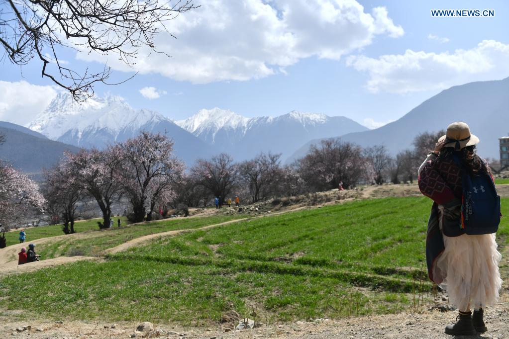 Tourists admire peach blossoms during the 19th peach blossom festival in Nyingchi, southwest China