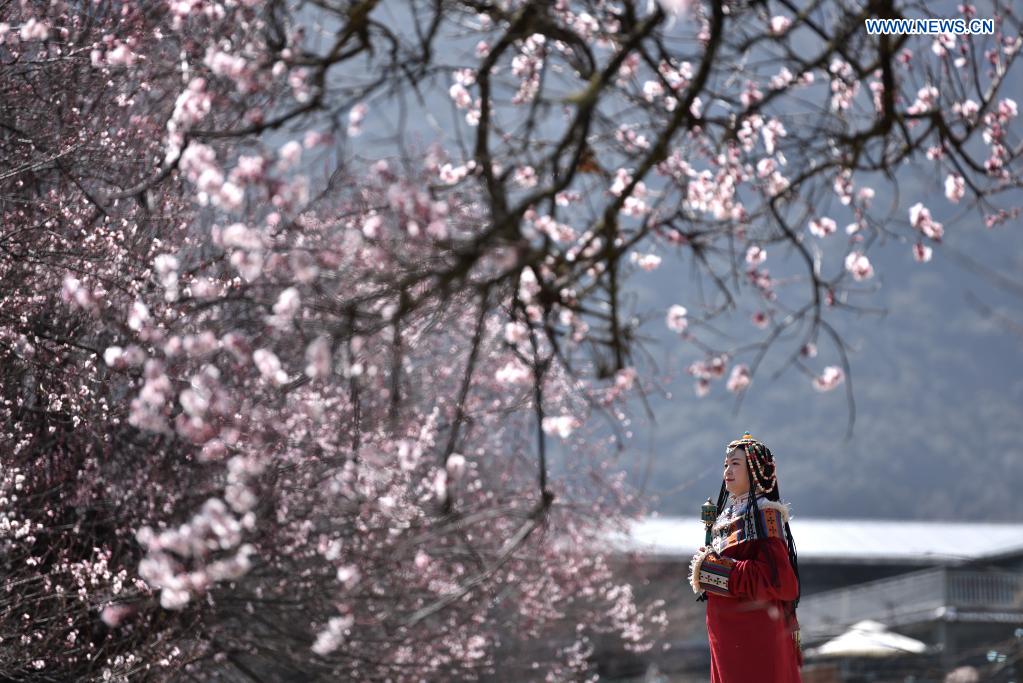 A tourist in traditional Tibetan costume admires peach blossoms during the 19th peach blossom festival in Nyingchi, southwest China