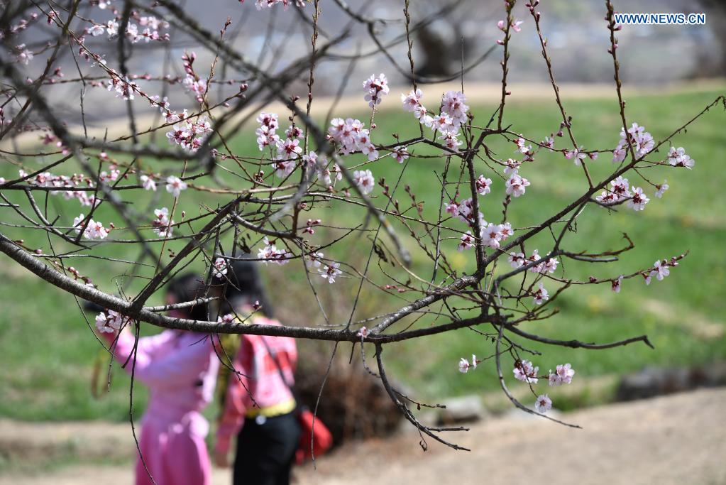 Tourists admire peach blossoms during the 19th peach blossom festival in Nyingchi, southwest China