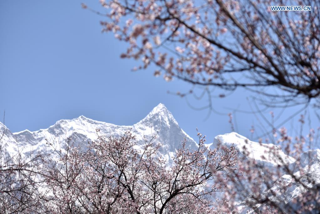 Photo taken on March 28, 2021 shows peach blossoms during the 19th peach blossom festival in Nyingchi, southwest China