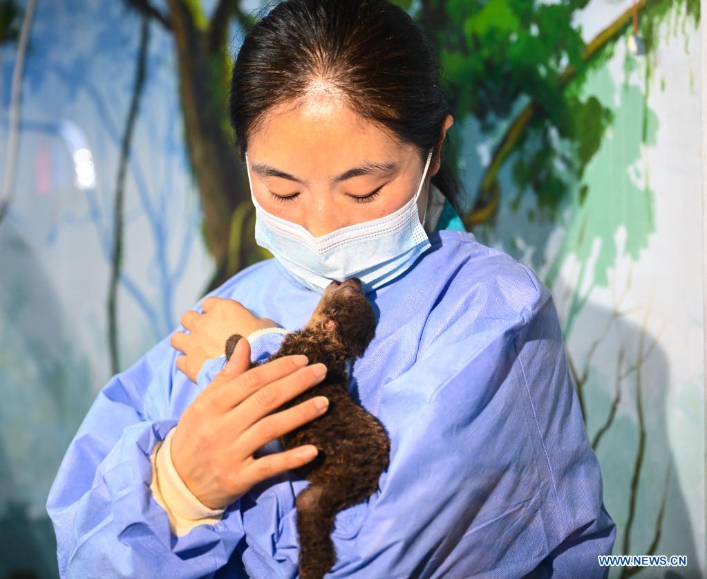 A breeder takes care of a sloth baby at the Hefei aquarium in Hefei, capital of east China