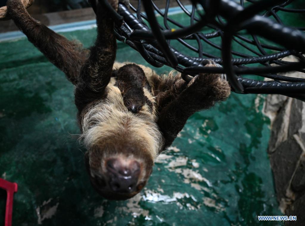 A sloth baby is seen with its mom at the Hefei aquarium in Hefei, capital of east China