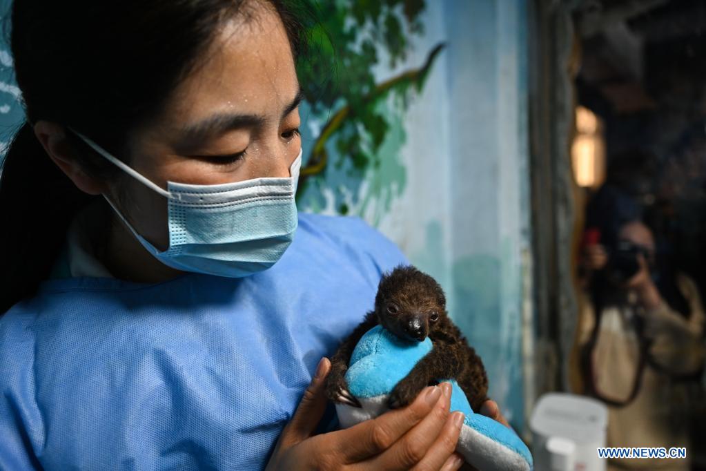 A feeder takes care of a sloth baby at the Hefei aquarium in Hefei, capital of east China