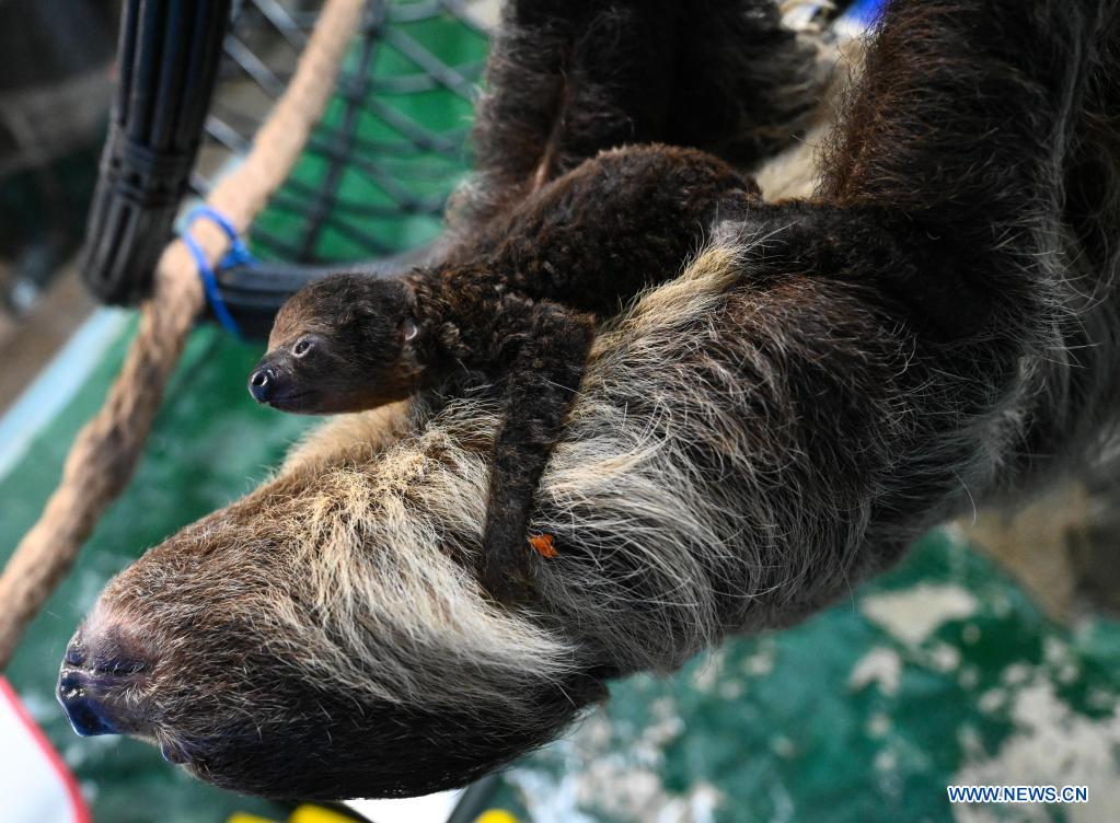 A sloth baby is seen with its mom at the Hefei aquarium in Hefei, capital of east China