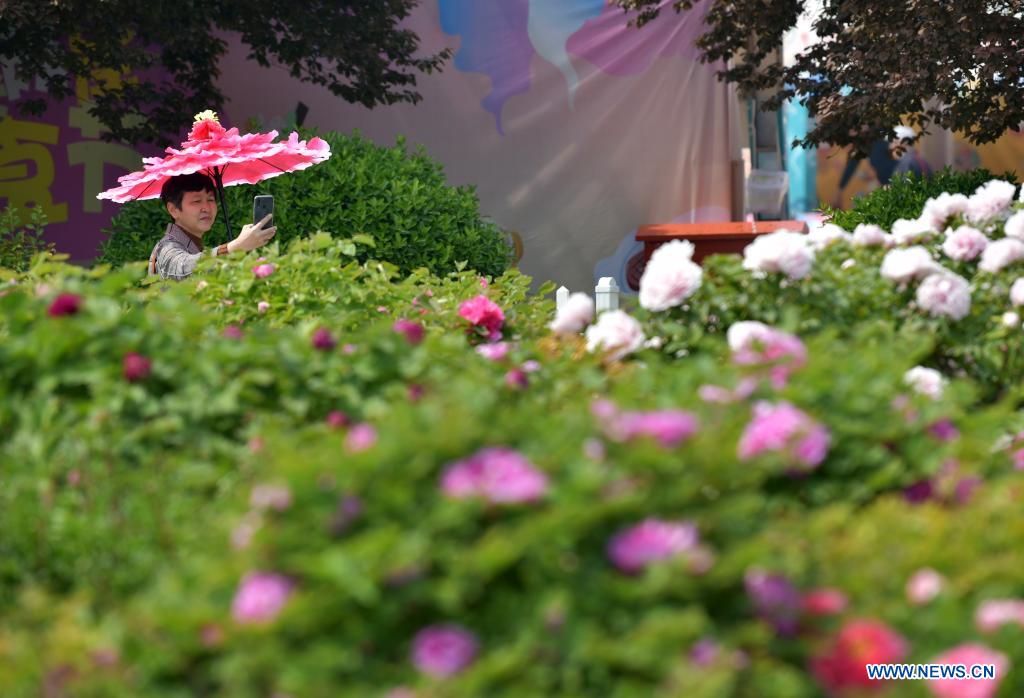 A woman holding an umbrella takes photos at a peony garden in Heze City, east China