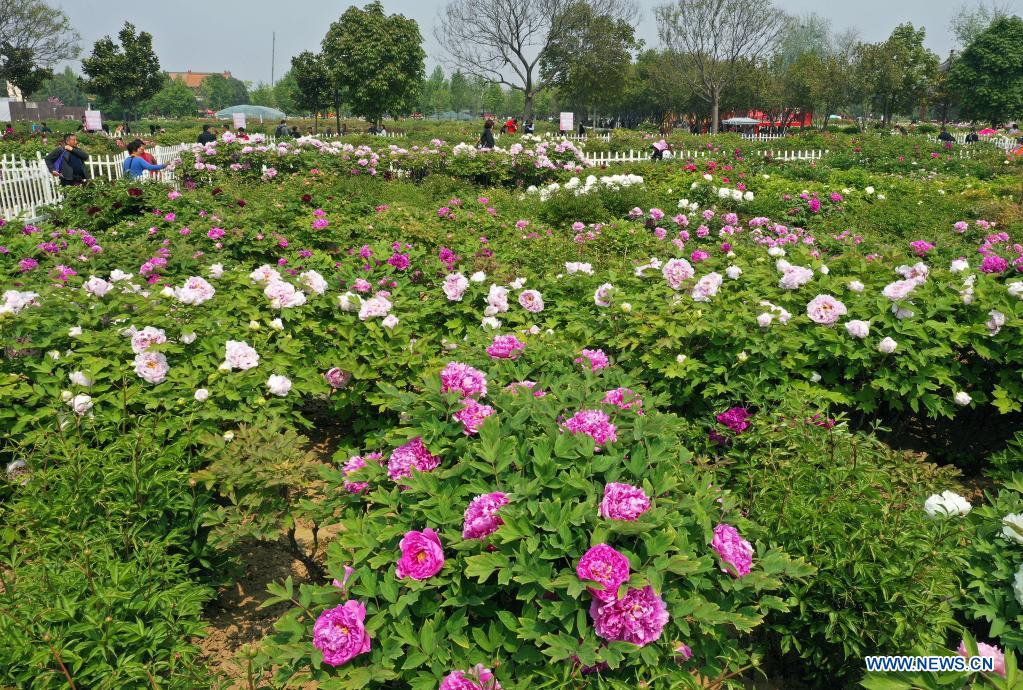 People visit a peony garden in Heze City, east China