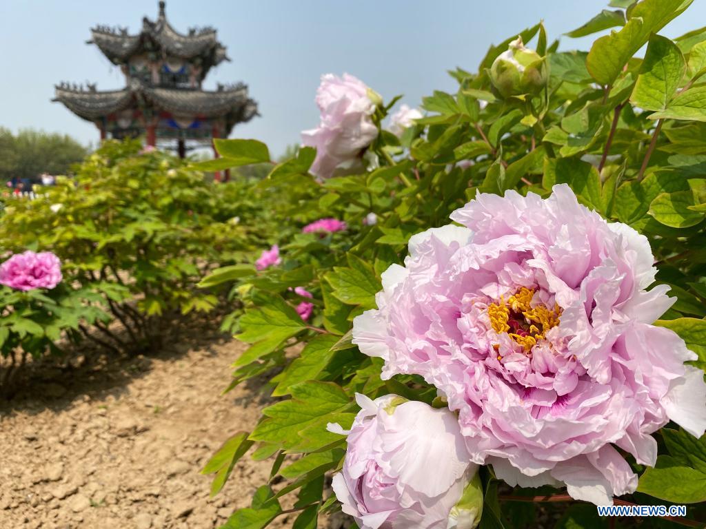 Peony flowers are seen at a peony garden in Heze City, east China