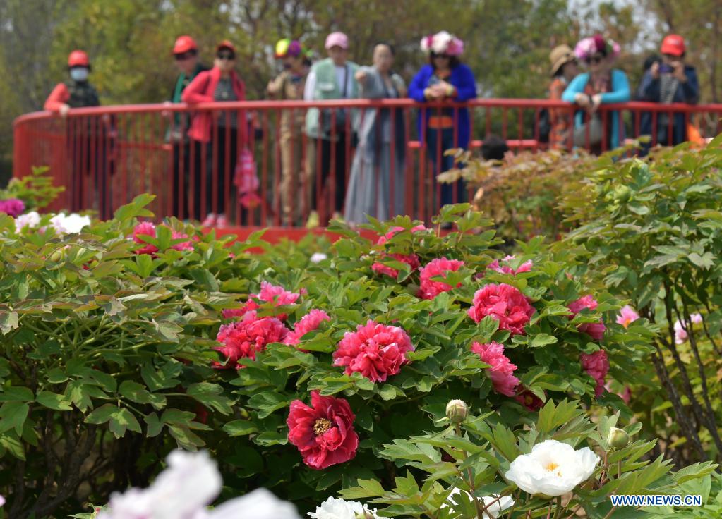 People visit a peony garden in Heze City, east China